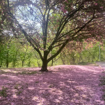 Tree A tree with pink petals